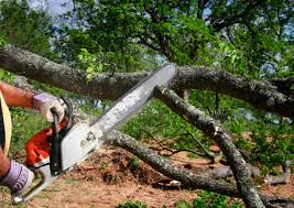 Best Tree Removal  in San Martin, CA