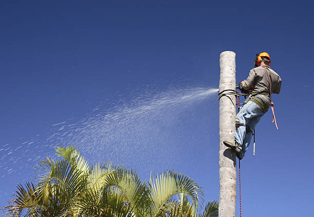 Best Hazardous Tree Removal  in San Martin, CA