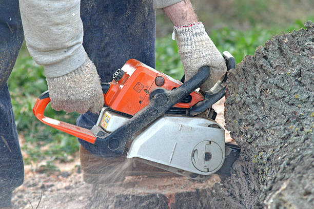 Professional Tree Removal Services in San Martin, CA