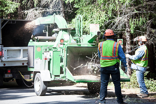 Best Arborist Consultation Services  in San Martin, CA