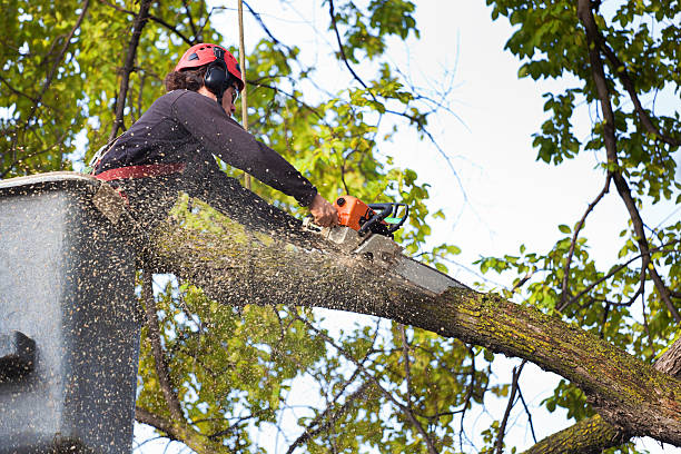 Best Storm Damage Tree Cleanup  in San Martin, CA