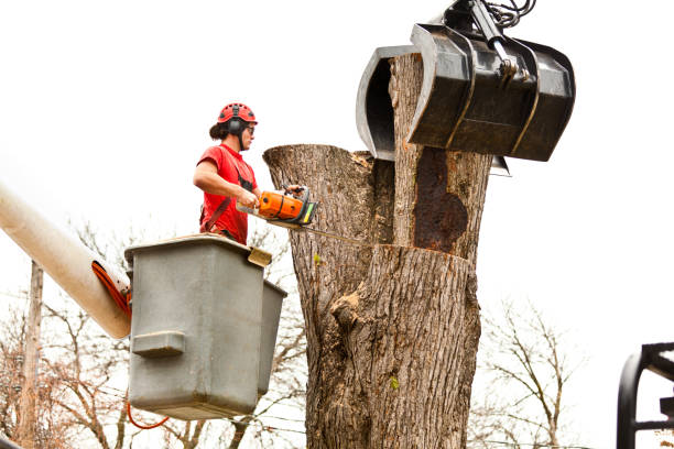 Best Commercial Tree Services  in San Martin, CA