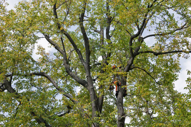 Best Tree Disease Treatment  in San Martin, CA